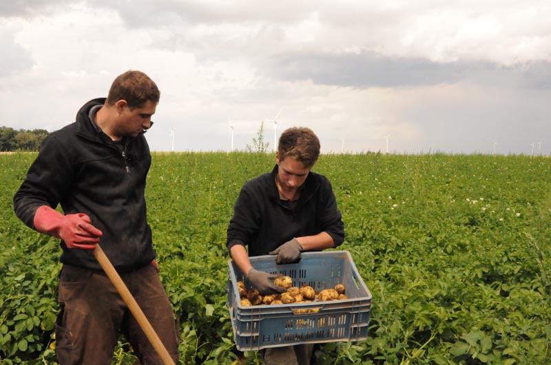 © Energiewende schaffen / WILA Bonn Zwei Landwirte bei der Kartoffelernte
