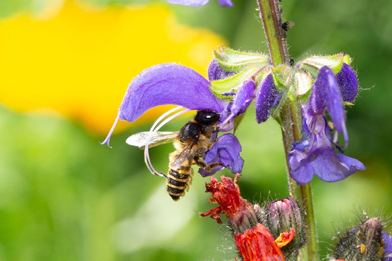 © Prof. Dr. Christoph Scherber Biene sitzt an einer Blüte