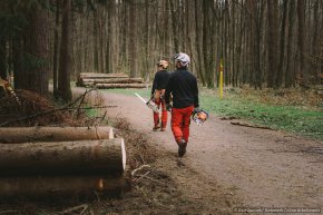 Ein Fichtendurchforstung ist geplant. Mit Motorsägen und Helm machen sich die Forstwirte auf den Weg in den Bestand. © Dan Zoubek | Netzwerk Grüne Arbeitswelt