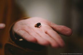 Keine Angst – die sticht nicht! Saskia Helm zeigt eine gehörnte Mauerbiene auf ihrer Hand. © Dan Zoubek | Netzwerk Grüne Arbeitswelt
